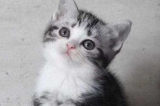 矮脚猫是什么品种