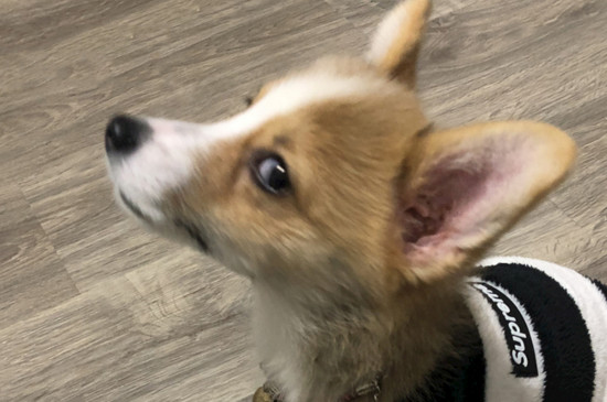 柯基犬不能打吗