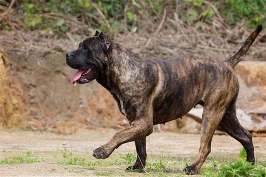 土佐犬为什么不敢养，体型太巨大且攻击性过强