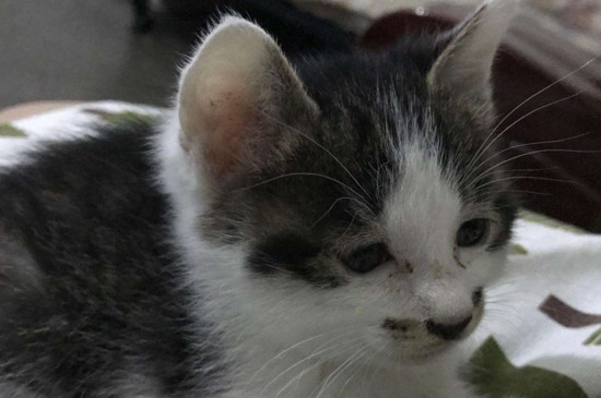 猫膀胱炎