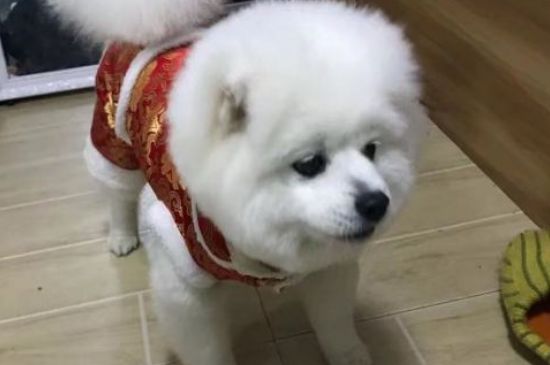 狗狗反刍是怎么回事