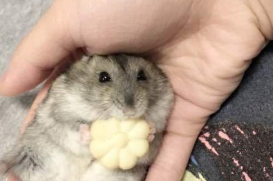 仓鼠需不需要尿沙