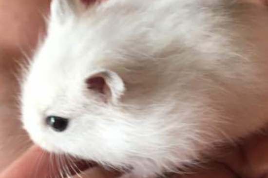 仓鼠湿尾症状