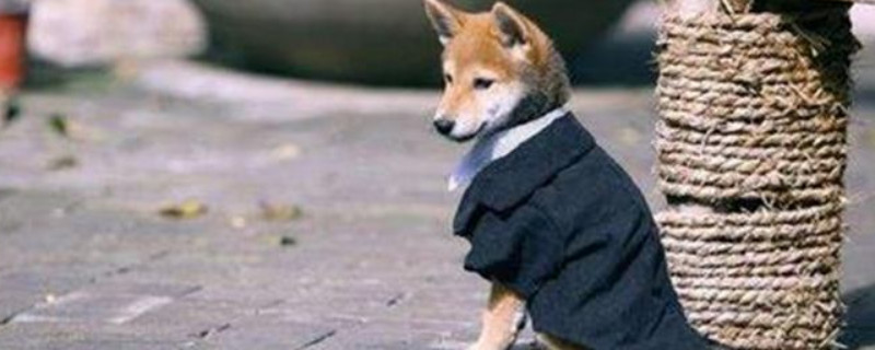 柴犬怎么挑选幼犬
