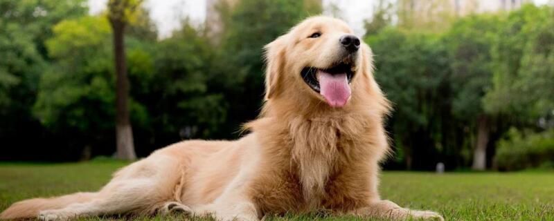 金毛犬怎么看纯不纯