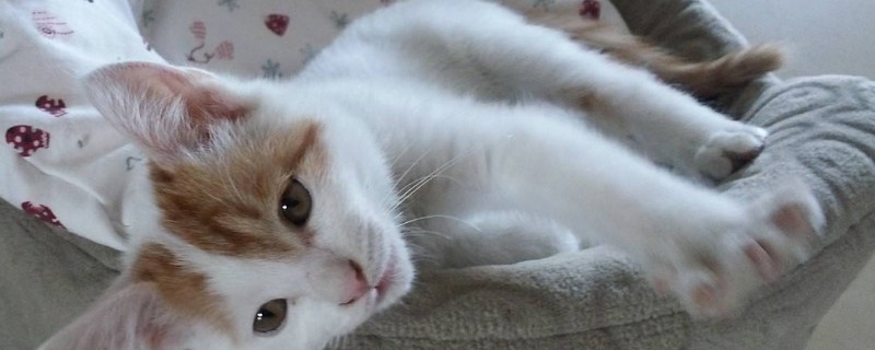 猫伤心的表现