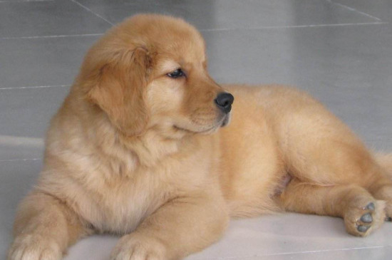 犬瘟神经症状的表现，患病狗狗还能活多久