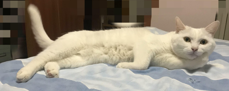 猫跑到床上有细菌吗
