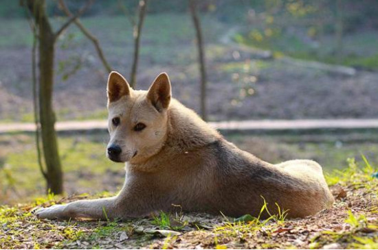 土狗和柴犬的区别