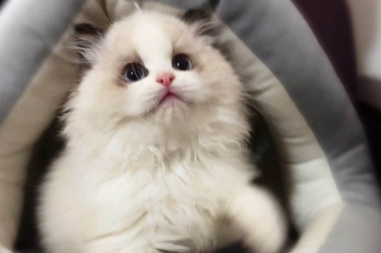 猫的特点是什么