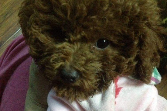 泰迪后腿无力站不起来怎么回事