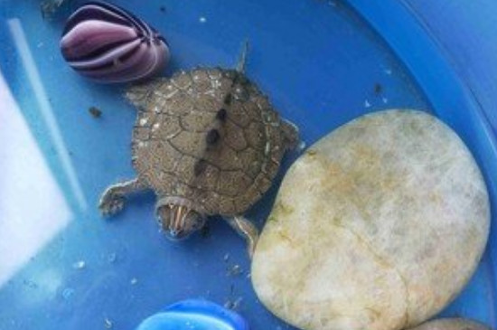 鱼饲料可以喂乌龟吗