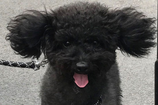 狗可以玩人吗，怎么和狗狗玩
