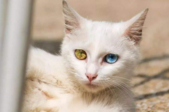 猫丢了找回来的巧方法