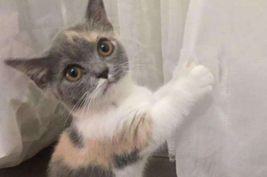猫瘟前期症状