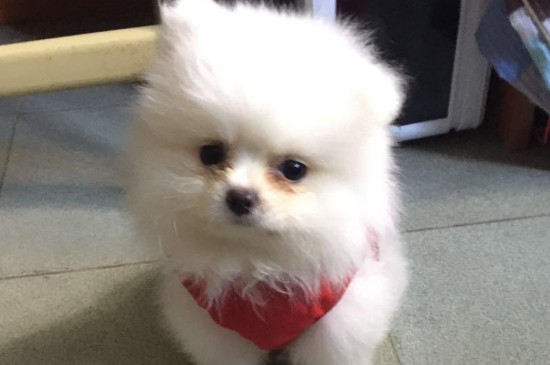 狗抽搐是怎么回事