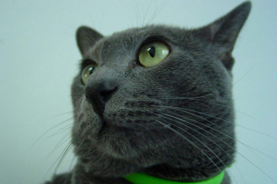 英国短毛猫是蓝猫吗，英国短毛猫和蓝猫区别