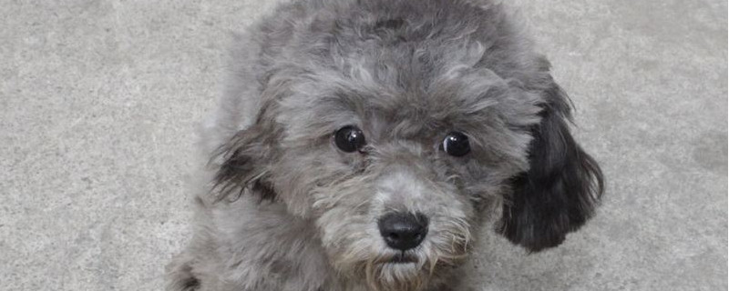 泰迪犬什么颜色最贵