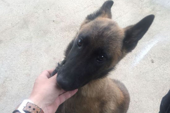 马犬体重有多少斤，马犬标准体重多少
