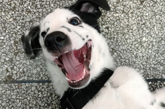 狗狗眼睑外翻能自愈吗
