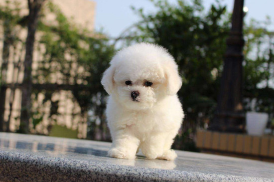 为什么不能养茶杯犬