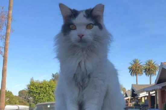 开车带猫咪长途注意事项