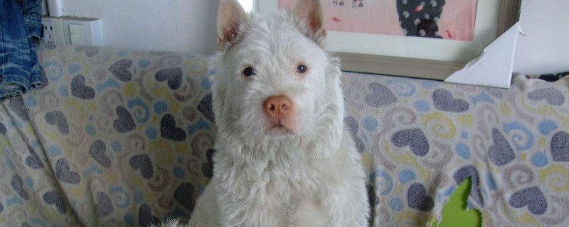 下司犬适合家养吗