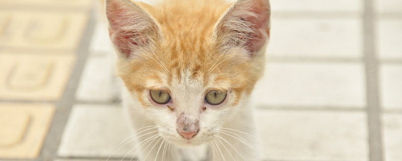 猫吐红色液体跟血似的