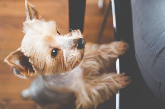 安静的小型犬