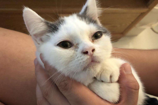 猫入家有什么预兆，流浪猫进家门的原因