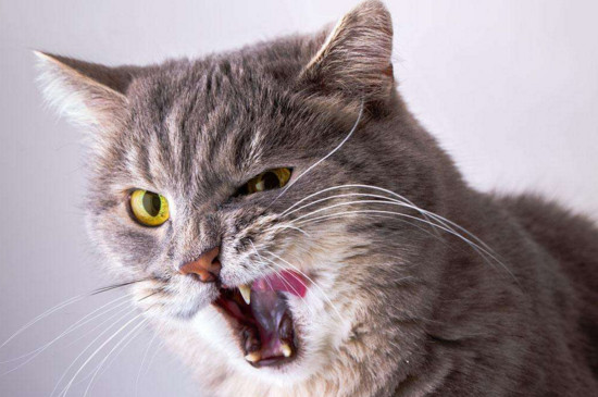 怎样消除猫的野性