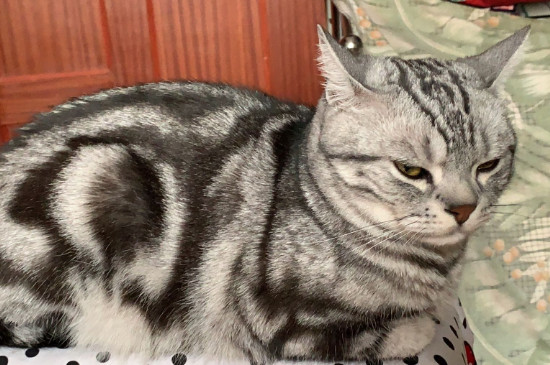 猫尿道炎吃什么药