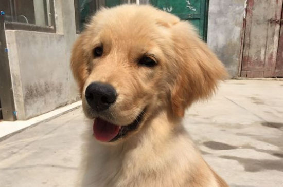 狗狗成年后打什么疫苗