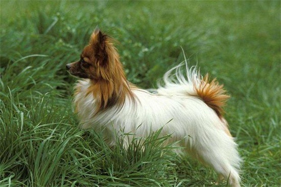 蝴蝶犬怎么养，4个方法手把手教你养好蝴蝶狗
