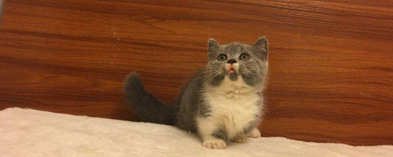 矮脚猫有什么遗传病
