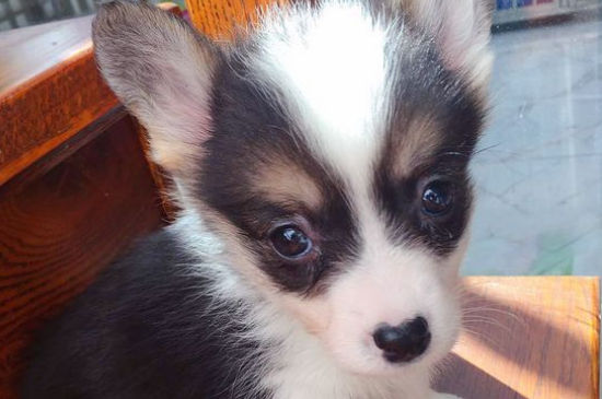 柯基犬食谱，柯基犬的营养饭怎么做