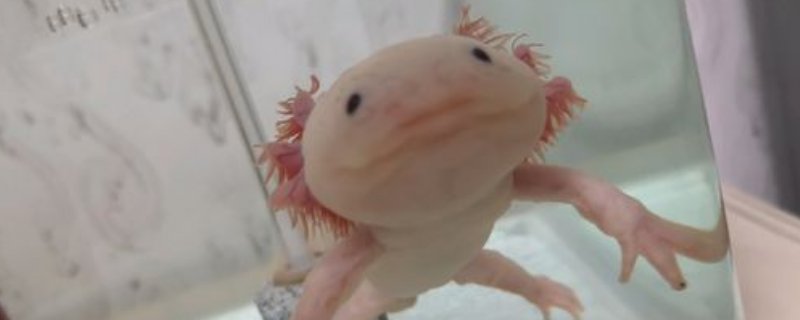 六角龙鱼能用手摸吗