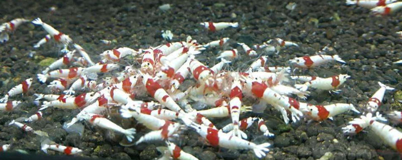 水晶虾怎么喂食