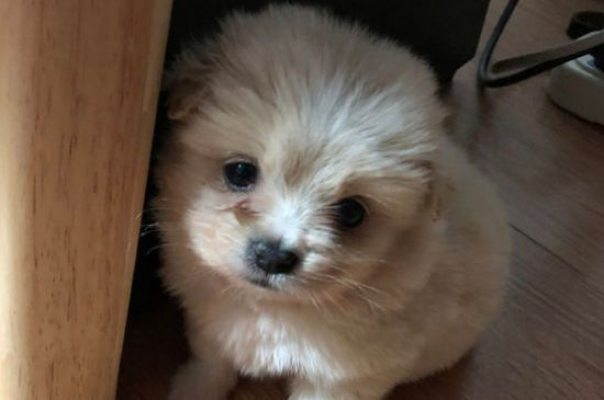 狗狗极其害怕的表现