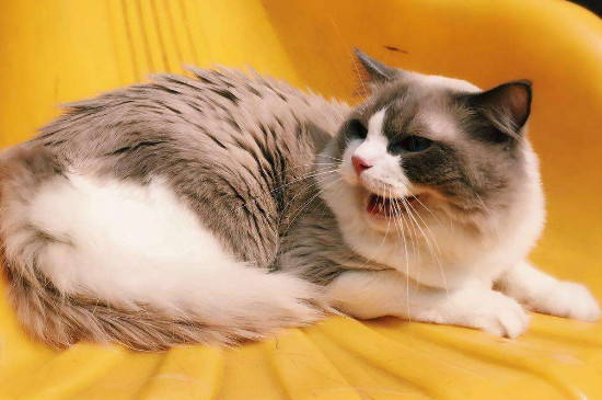 猫咪药浴用什么药，猫皮肤病怎么药浴