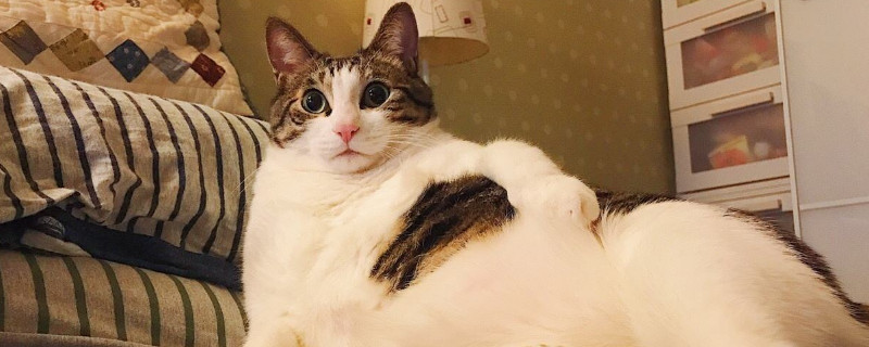 猫为什么会用头蹭手