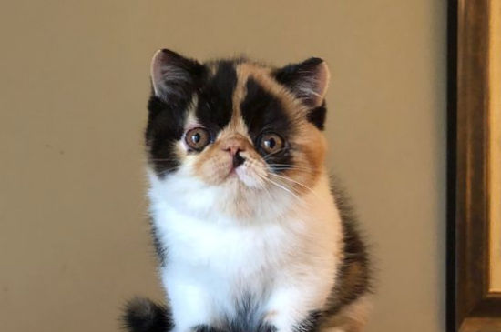 女生养猫的坏处