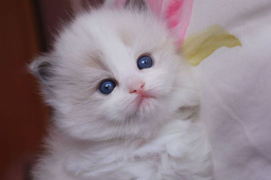 猫背上有白色皮屑
