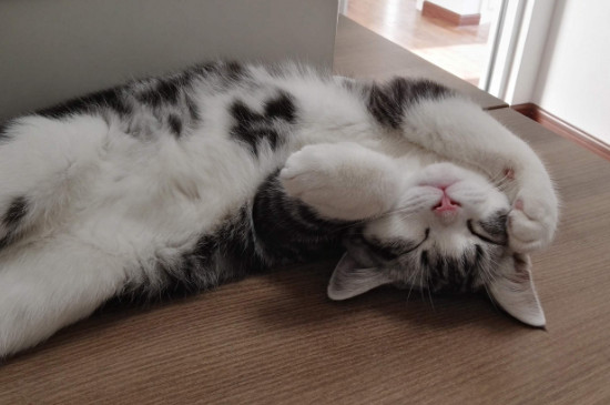 猫咪体外驱虫后吐白沫