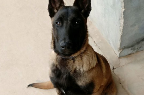 马犬几个月认主人