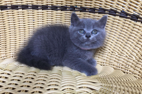 短毛猫咪掉毛怎么办