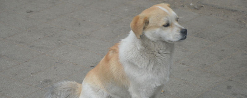 狗狗把一家人谁当主人