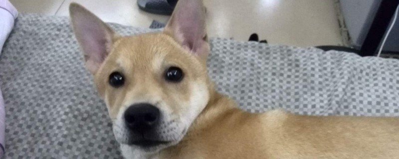 养土狗需要注意什么
