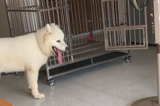 捡到萨摩耶能养熟吗