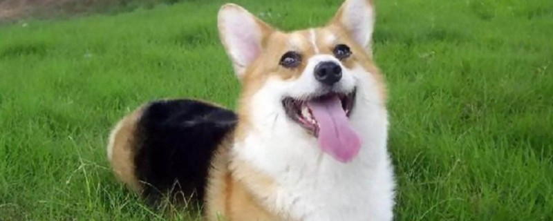 柯基不胖的原因